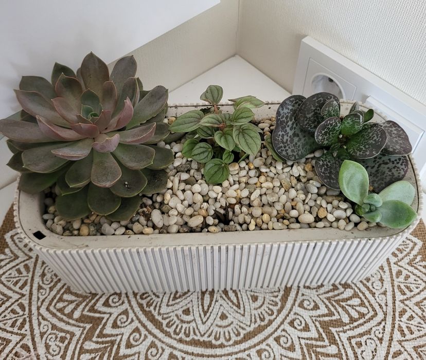 Продам комнатые растения (суккуленты)