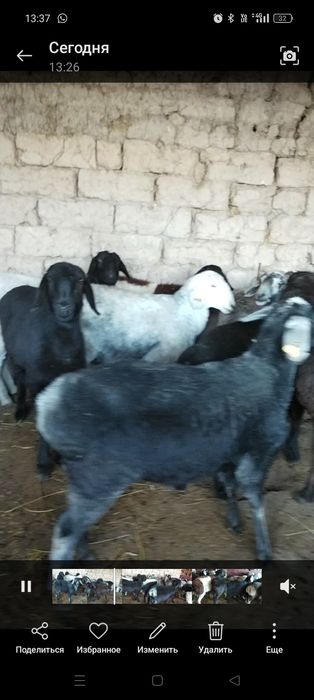 11 бас ургашы токты