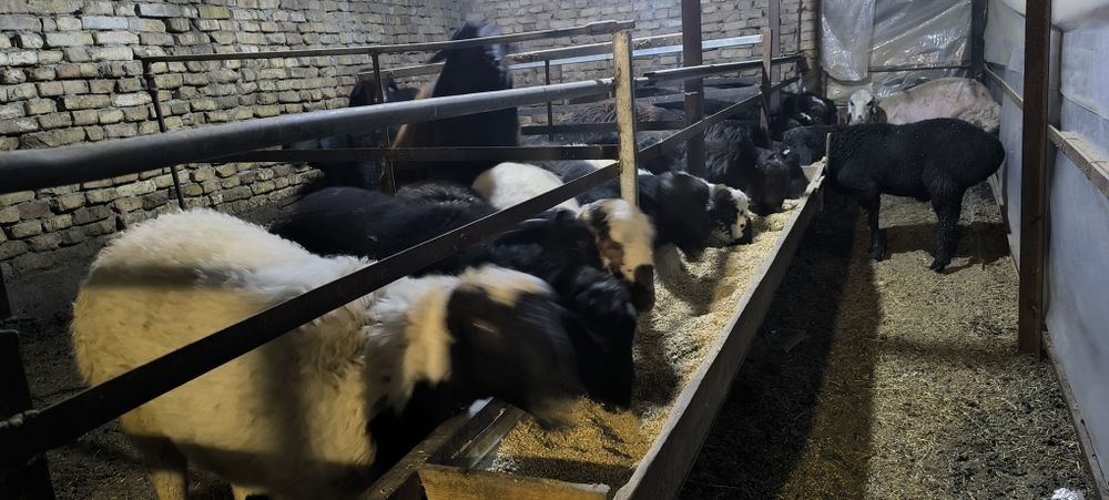 Кучкор, куйлар сотилади