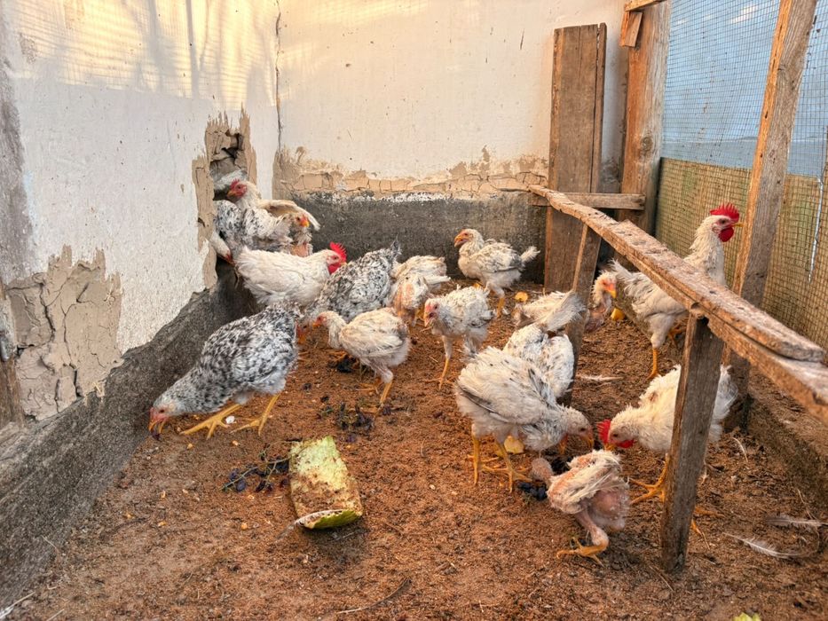 Барковский шожек