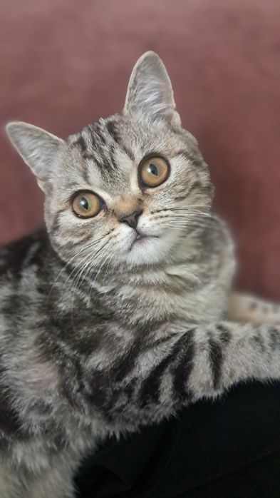 Шотланский кошка