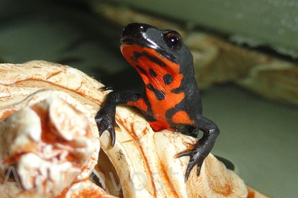 Огнебрюхий тритон