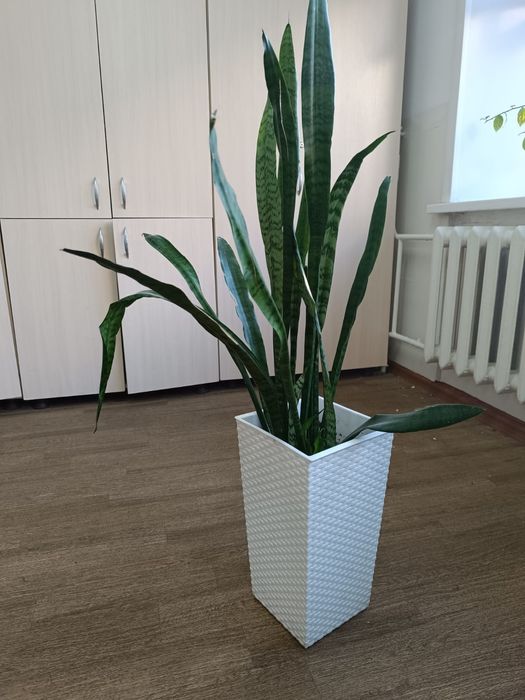 Цветы каждый стоит 30000 тг