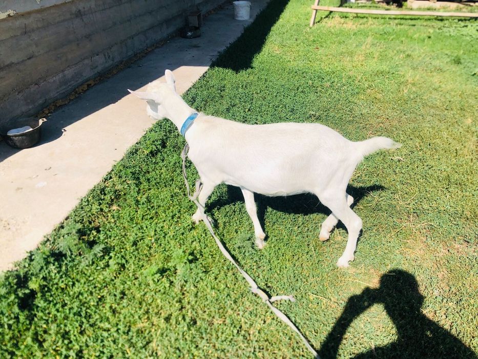 Продам,козу заиненскую