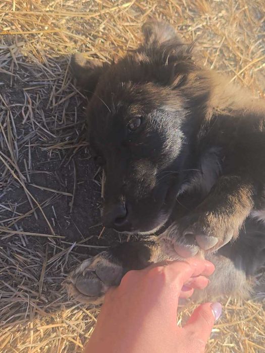 2 малки кученца спешно търсят дом!