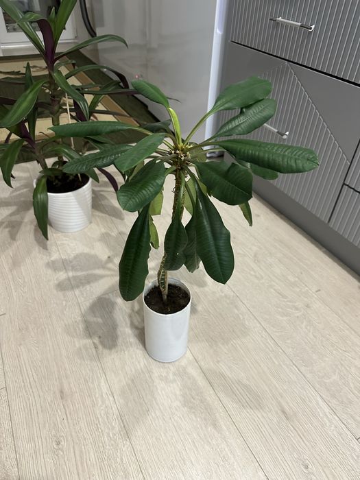 Продам комнатные цветы от 1000 тг