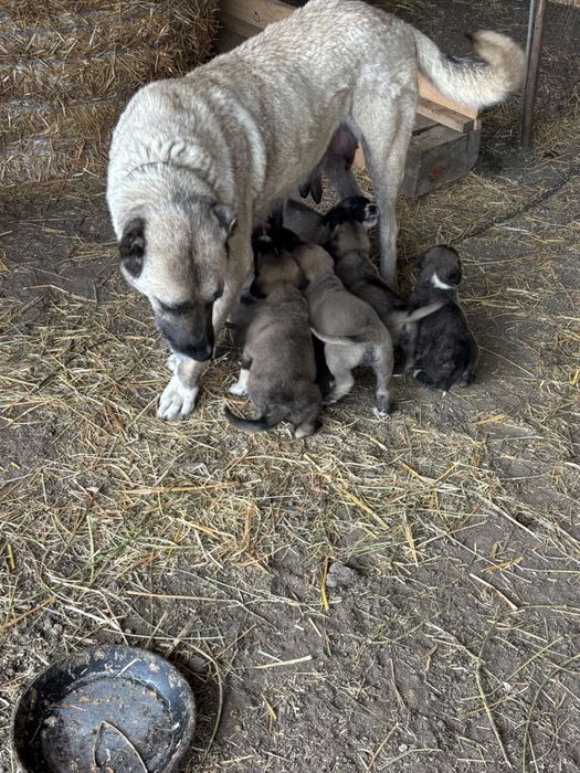 Puiuti kangal de vanzare