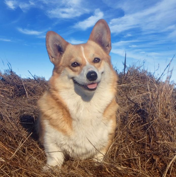 Вельш корги пемброк