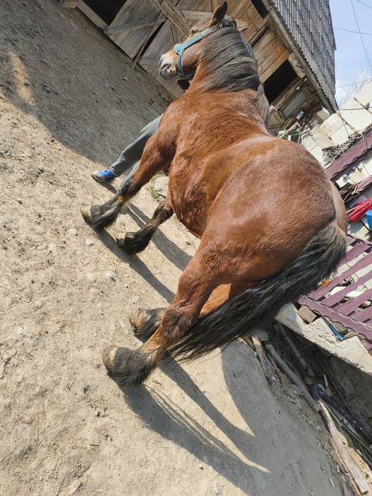 Vând cal frumos și cuminte