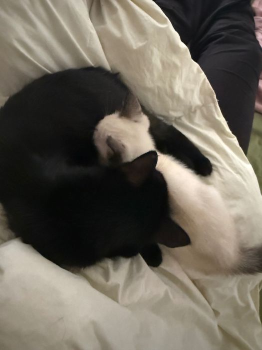 Котенок в добрые руки, девочка