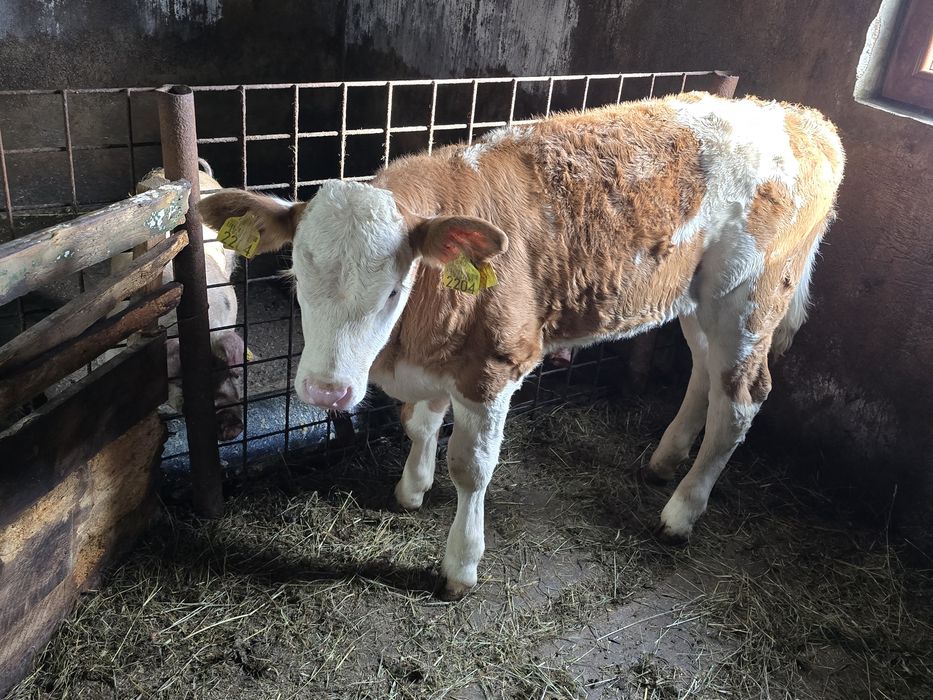 Vițea bălțată românească