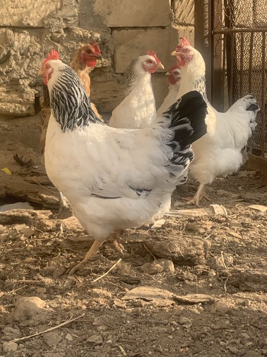 Тауықтар сатылады