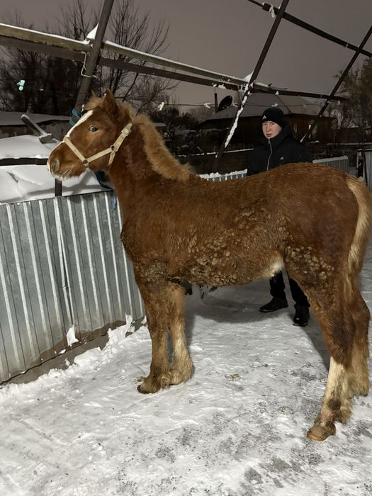 Продам жеребчика 5 месяцев