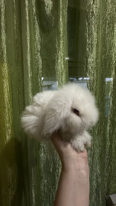 Продаются милые крольчата