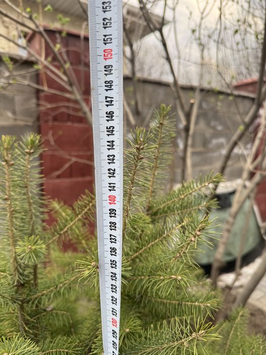 Ель Шренка, 1,4 метра