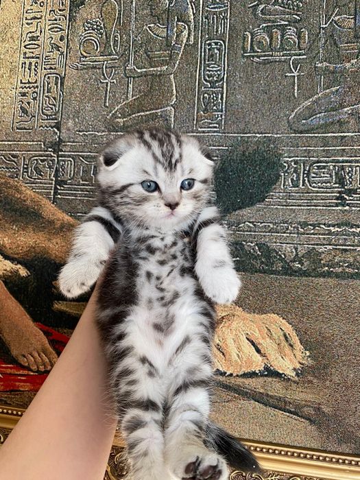 Продаются шикарные котята