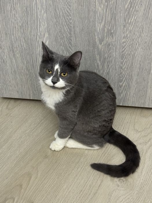 Отдам даром котёнка в добрые руки