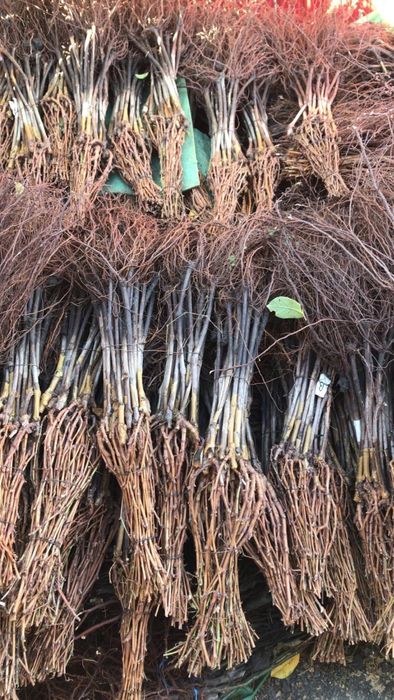 Butasi vita de vie hibrizi  , 1001 , r10 moldova , bianca etc.