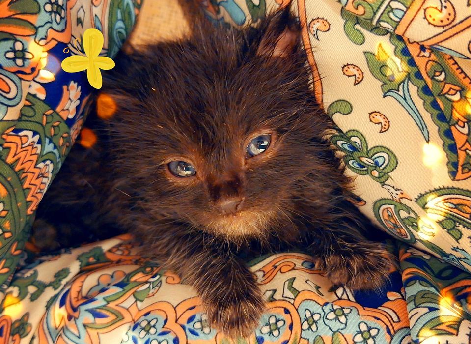 Pisicuti pentru adoptie