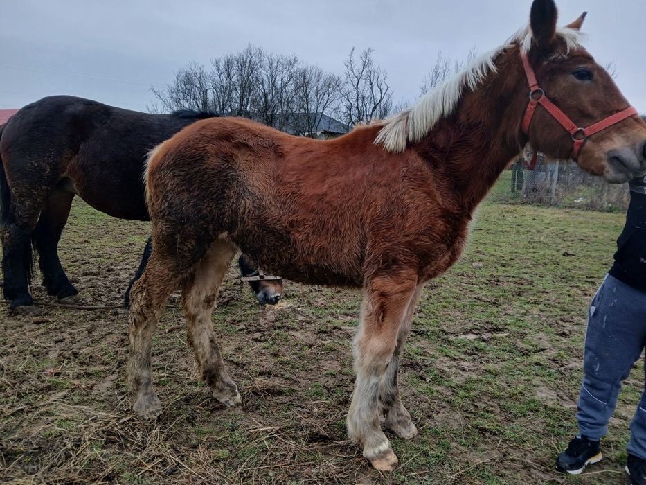 Vând manza de 7 luni