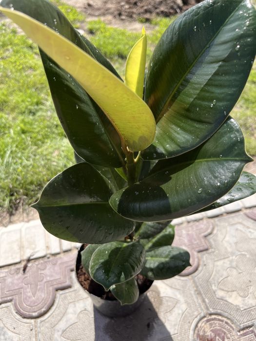 Комнатные цветы, бөлме гүлдері