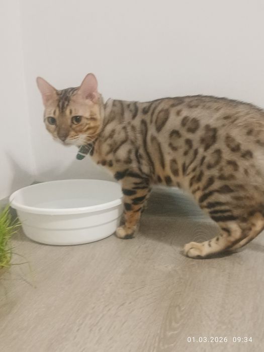 Вязка не продажа.