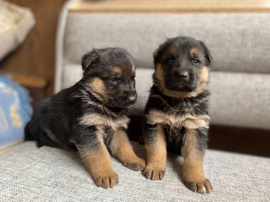 Щенки немецкой овчарки