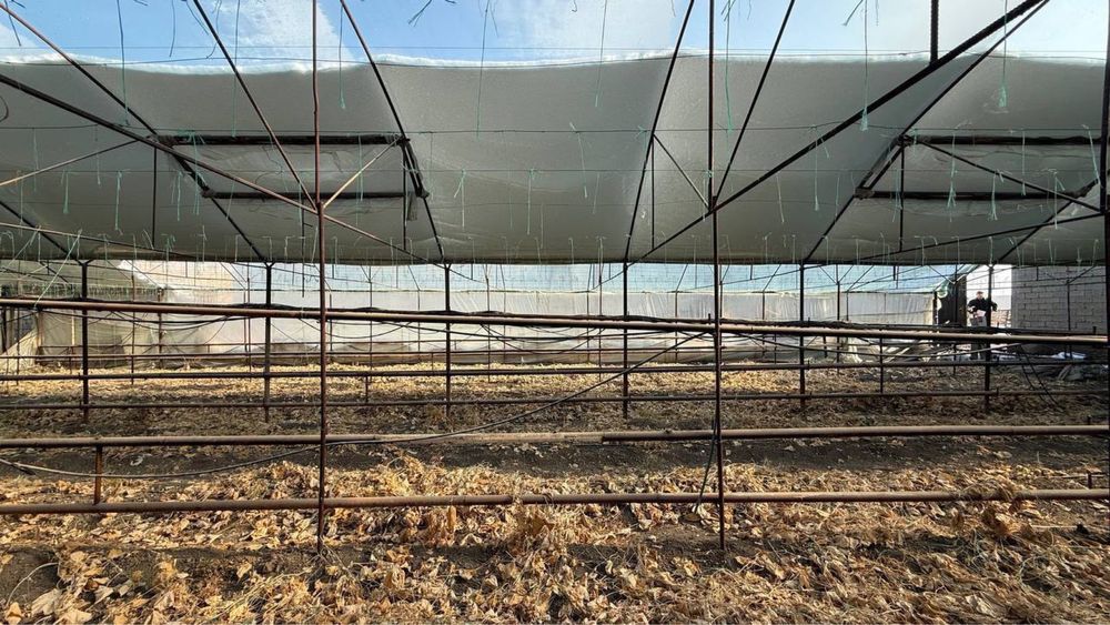 Yangi O’zbekiston, Mirzo Ulug’bek tum, Alisher obod mahallada yer