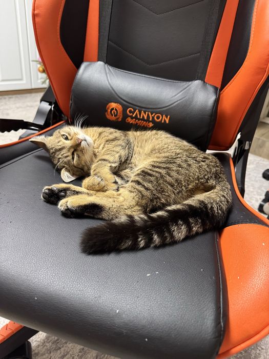 Подобрали в морозы ищем хозяев