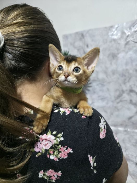 Абиссинские котята