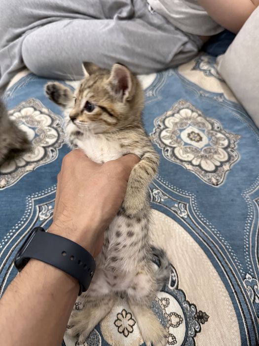 Домашние Котики