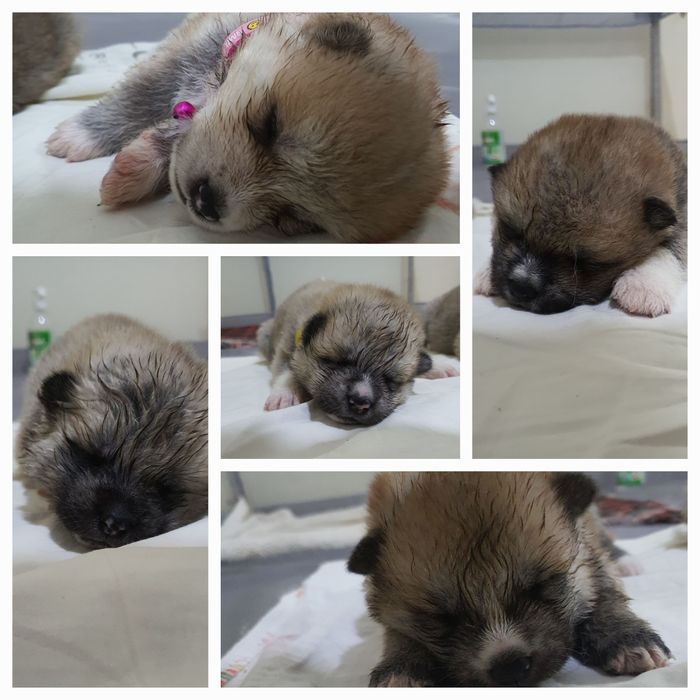 Японская Акита-Ину