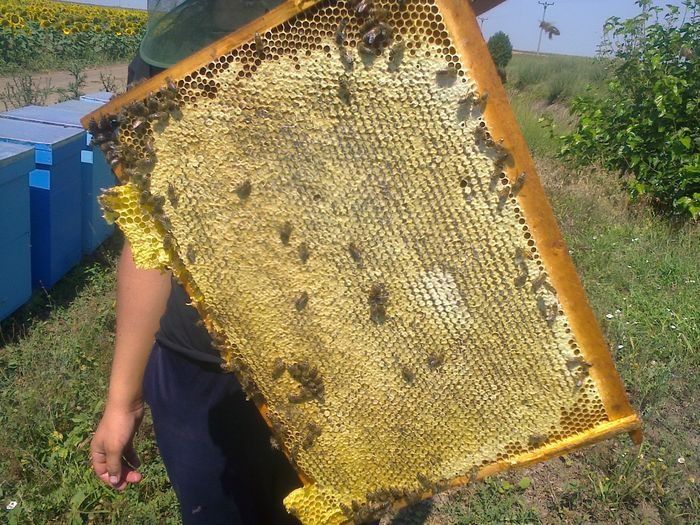 Matci  albine,carpatine imperecheate
