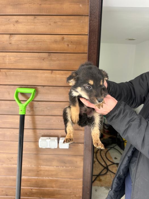 Отдадим щенков в добрые руки