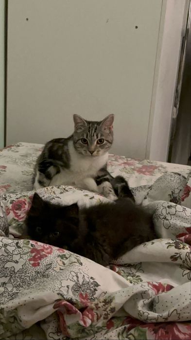 Кошка, 6 месяцев