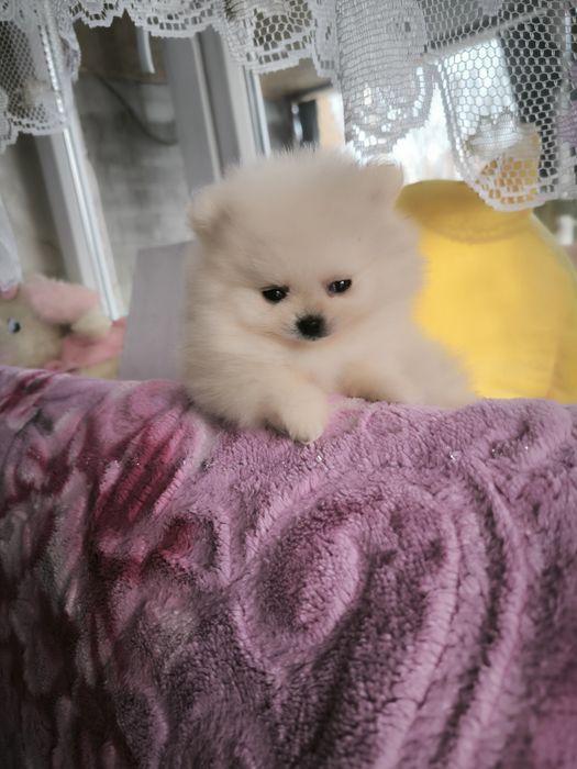 Продам щенков  цверг шпица