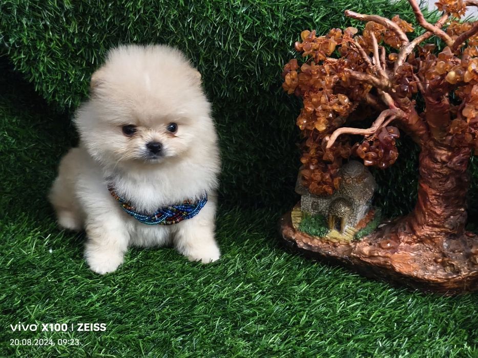 Продам щенков шпица.