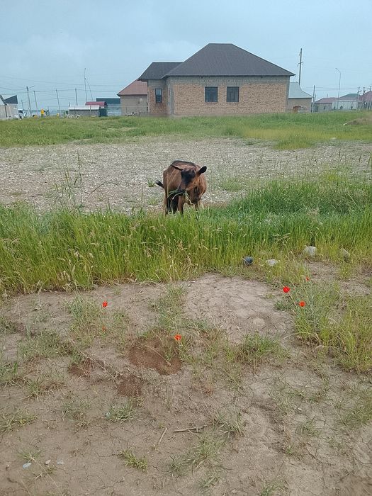 Альпийски Француз Ешкі сатылады 20 күн шамасы болды төлдегендеріне
