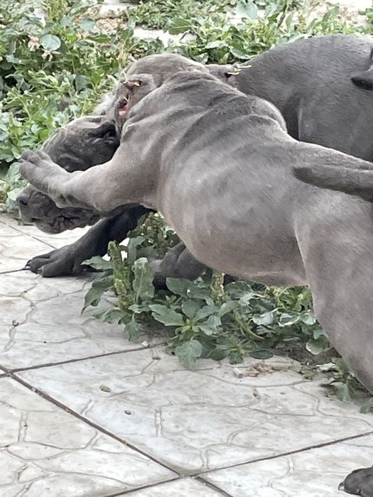 Продаю щенков американский булли