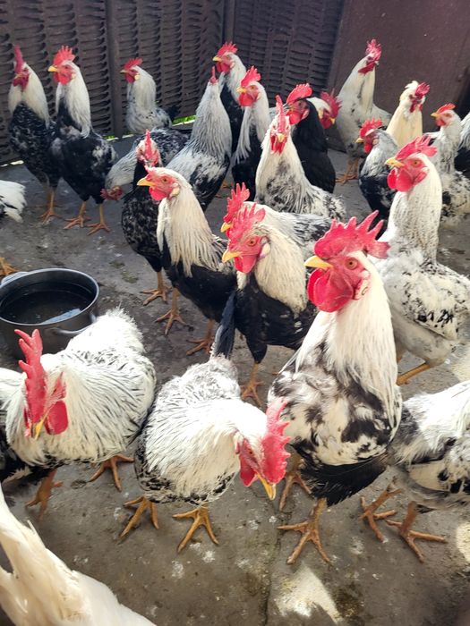 Vând cocoși albi de Mătase japoneză