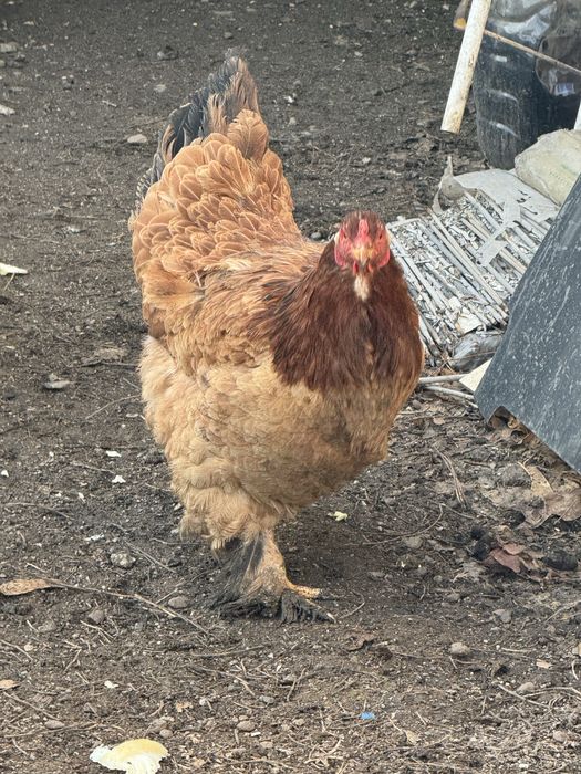 Продам кур брамы