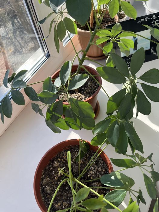 Комнатные растения