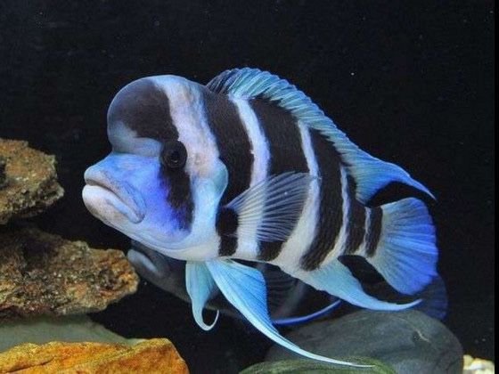 Продам подростков фронтоз