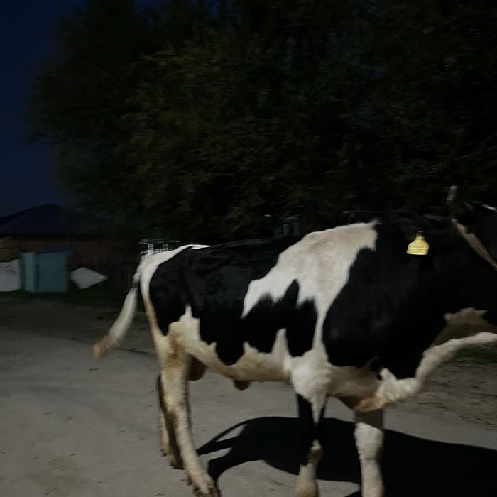 Бұқа сатылады сроч