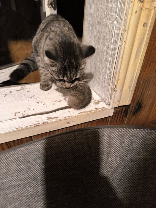 Милые котята ищут добрых хозяев