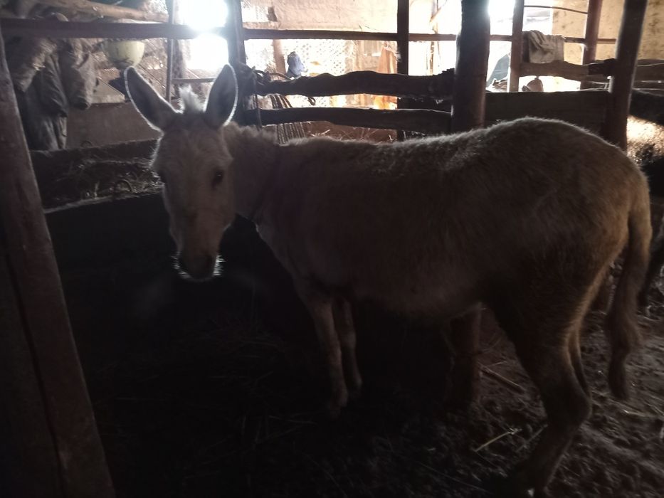 Продам ослицу с осликом.