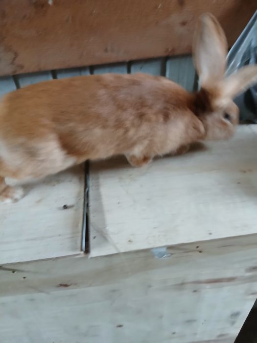 Vând iepuri de rasă