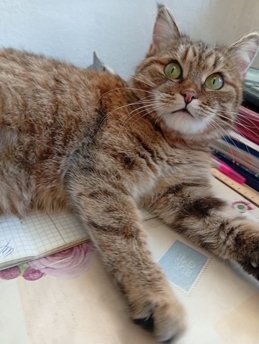 В заботливые руки!!