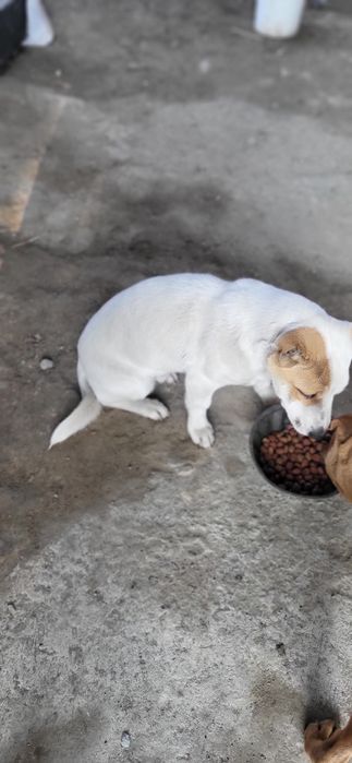 Собака мальчик белый