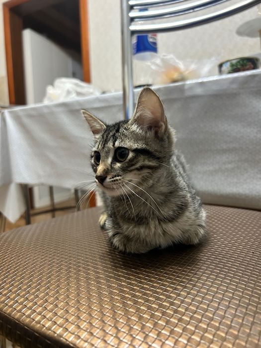 Отдам котенка в добрые руки